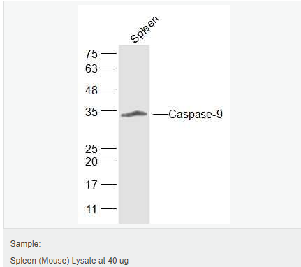 60543c5d8a2ea.png image.png