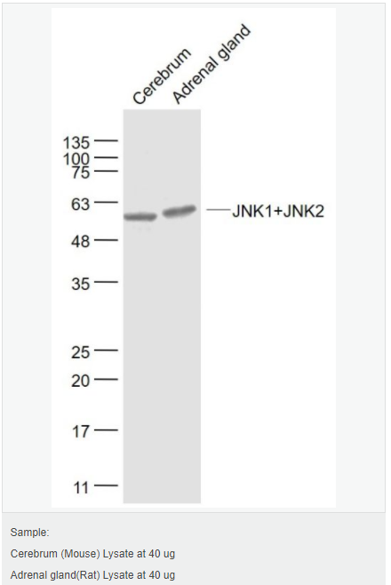 605d85dcc4178.png image.png