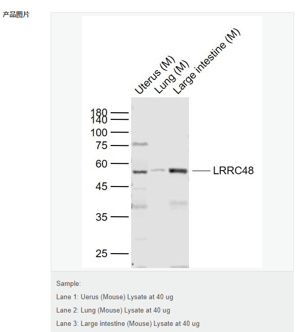 6076a2fa5fff0.png image.png