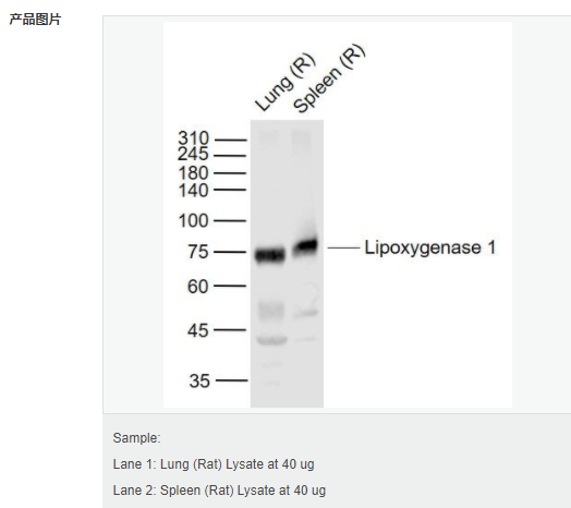 607d19ef93f29.png image.png